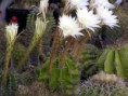 Echinopsis adolphofriedrichii G. Moser, Natt. Cact. Succ. J. (u. K.) 37: 39, 1982